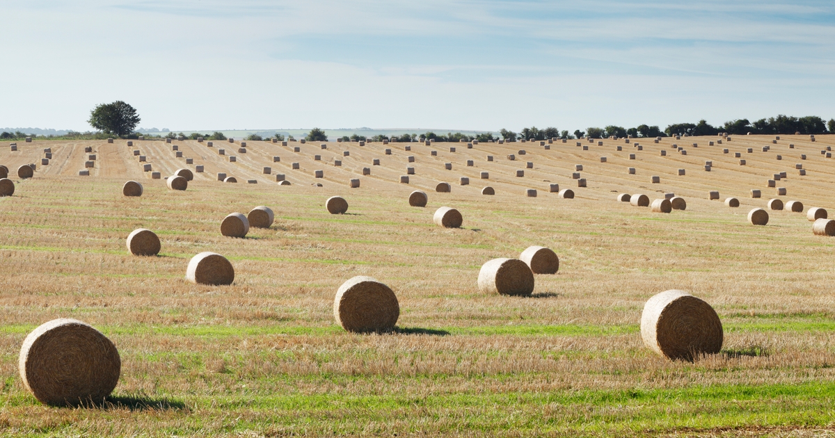 Could bale grazing work for you?