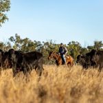 What are some of the options with livestock finance in a dropping market?