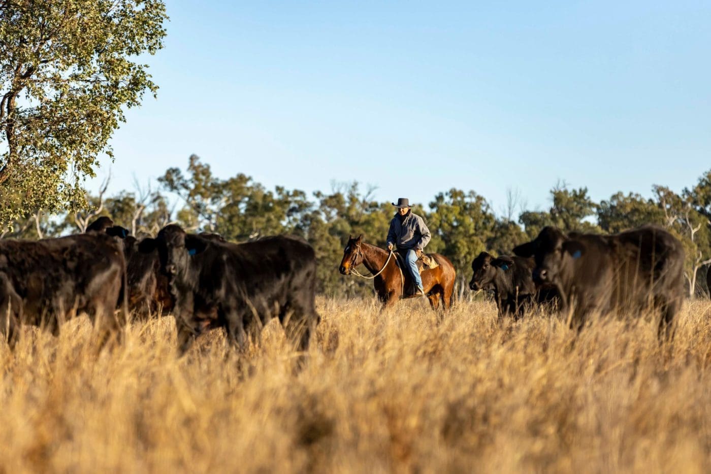 Hewitt and MLA heading up Australia’s largest red meat sustainability study