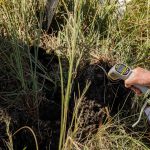 Repeat wins for Henty's top yard and sheep dog competitors