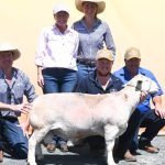 Two studs share top price honours at Rockhampton Brangus Sale