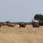 Worm burdens in goats studied by UQ PhD student Kathryn Dawson | Queensland Country Life