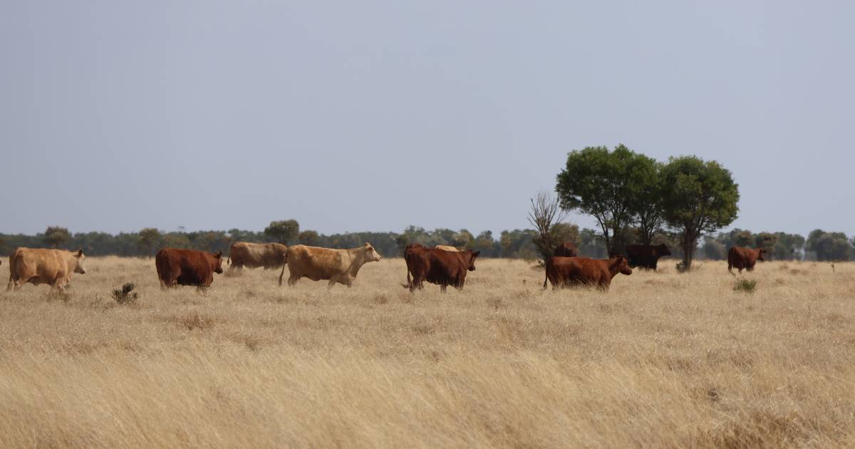 Stand-out 17,949ha cattle property proves a real Paradise | Video