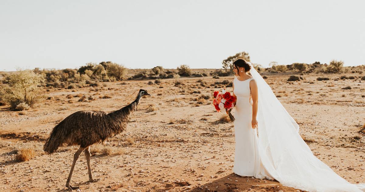 Emu-sing guest photo bombs outback wedding