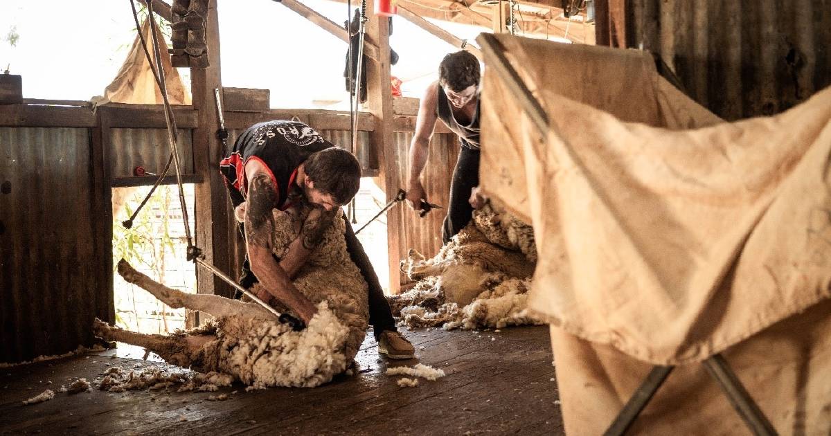 Shearing/crutching trailer design cuts out catch and drag pain