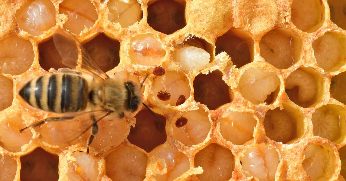 Bee experts to hone in on Varroa this weekend