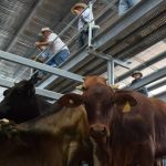 Weaner steers sell for 266c/$728 at Biggenden