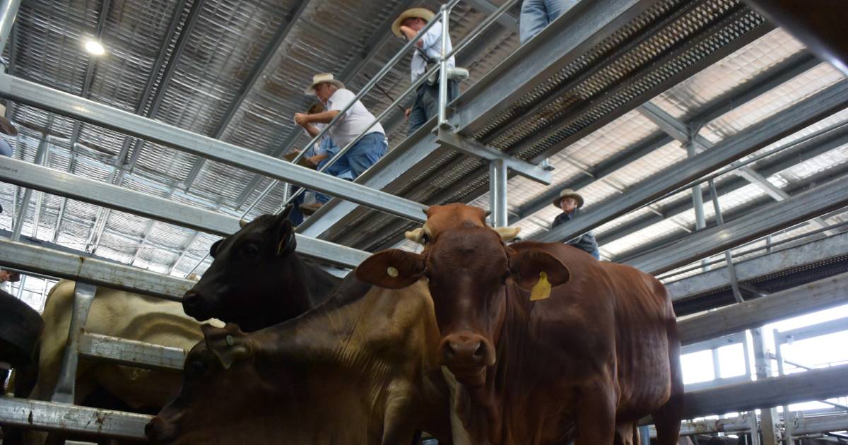 Casino saleyards lock-out now a complaint to the NSW Ombudsman as community group fights to bring back the beef | The Land