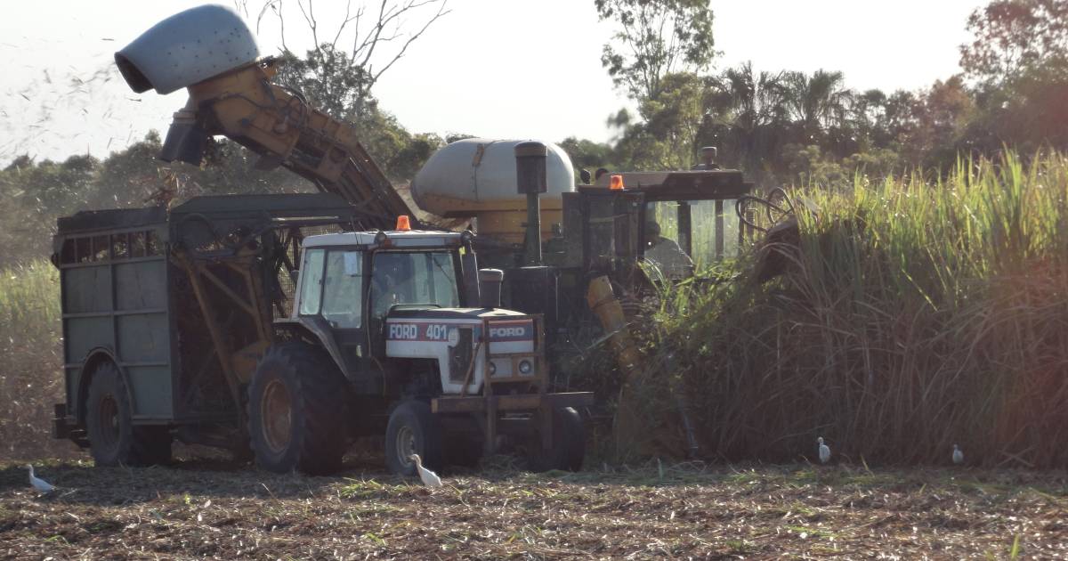 Bundaberg canegrowers to wrap up crush | Queensland Country Life