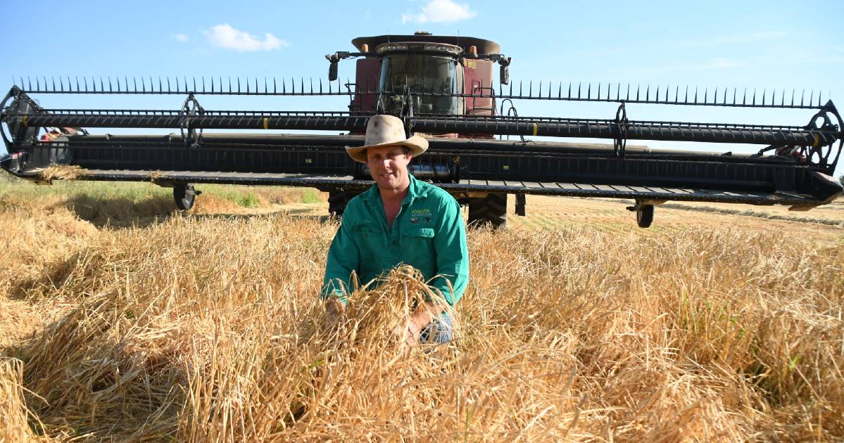 Barley crop set to get top price due to a shortage of cattle feed | Queensland Country Life