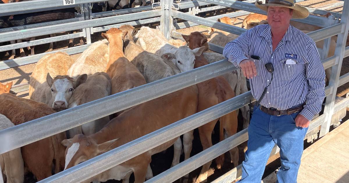 Weaner steers sell for 266c/$728 at Biggenden