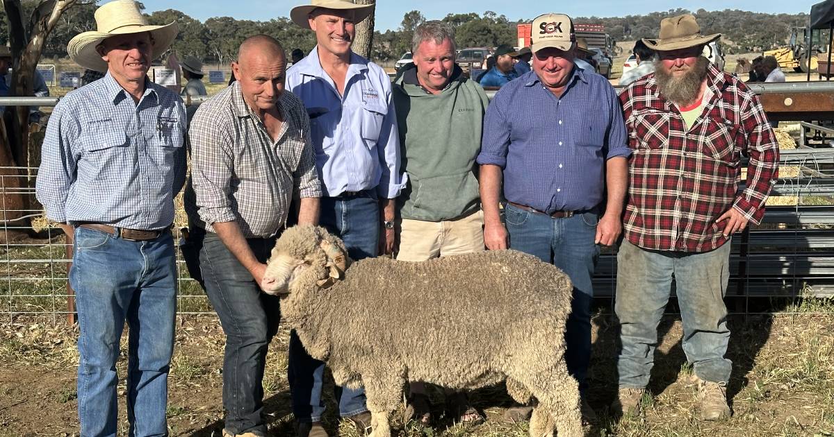 Allendale Merino sale sees repeat buyers step into the market | The Land