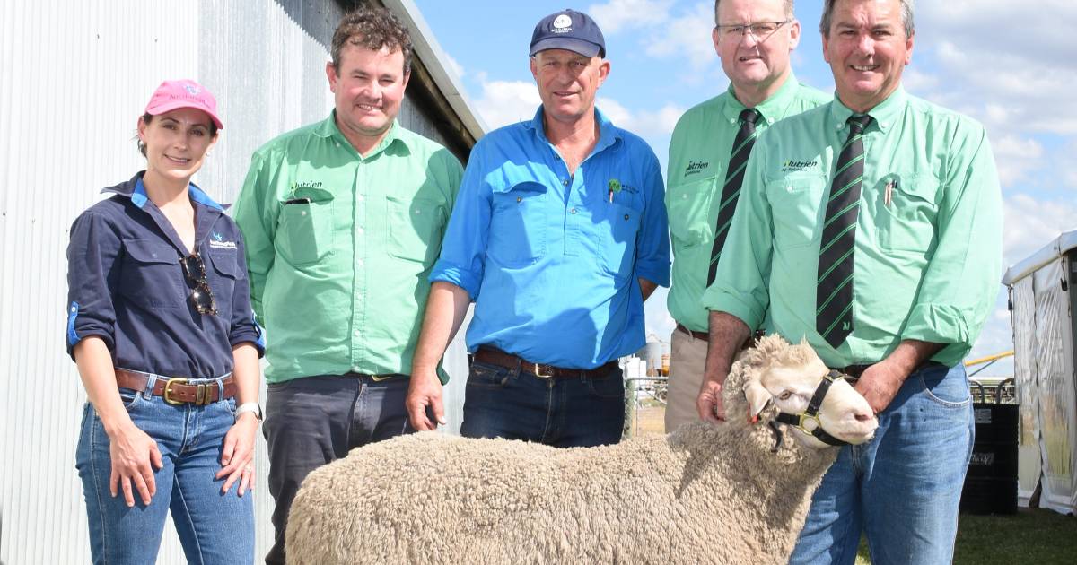 Excellence in Merino breeding pays off for Moojepin Merinos