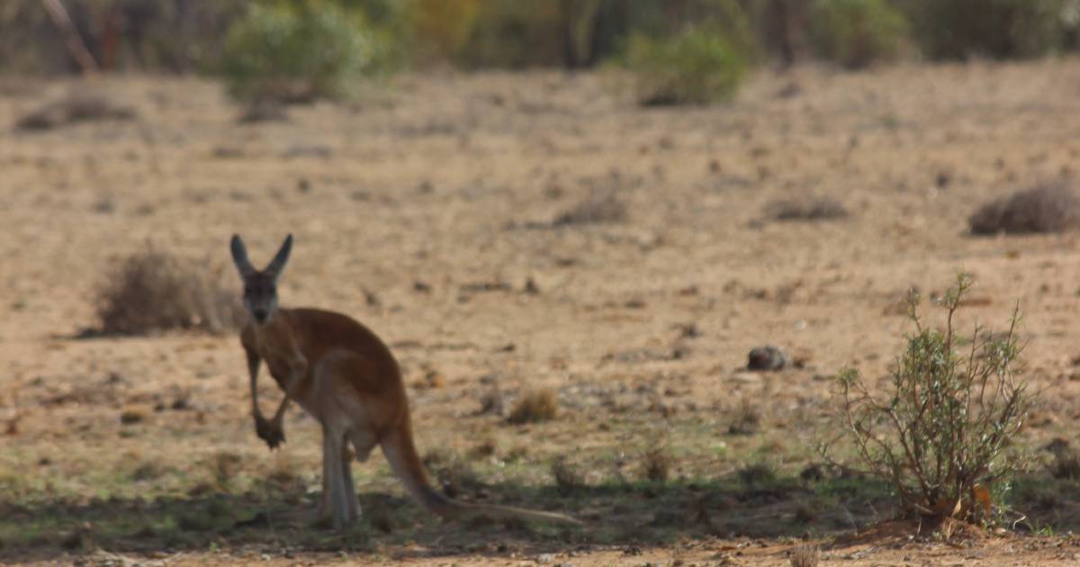 Alternative control methods highlighted following World Kangaroo Day