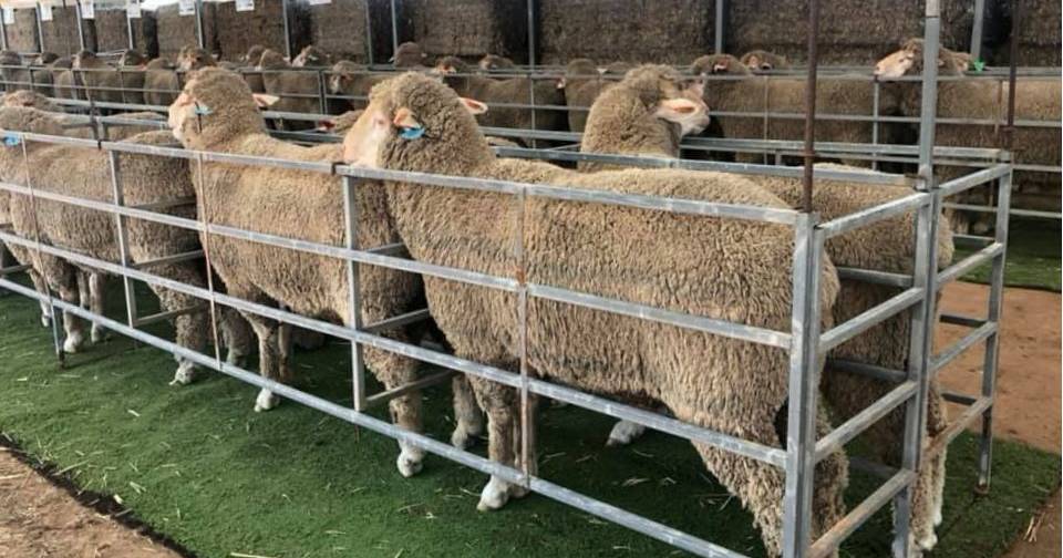 Online bidders secure top-priced rams at Kardinia Dohne ram sale