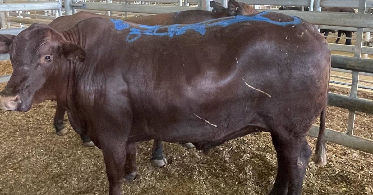 Steer auctioned to help raise awareness of diabetes