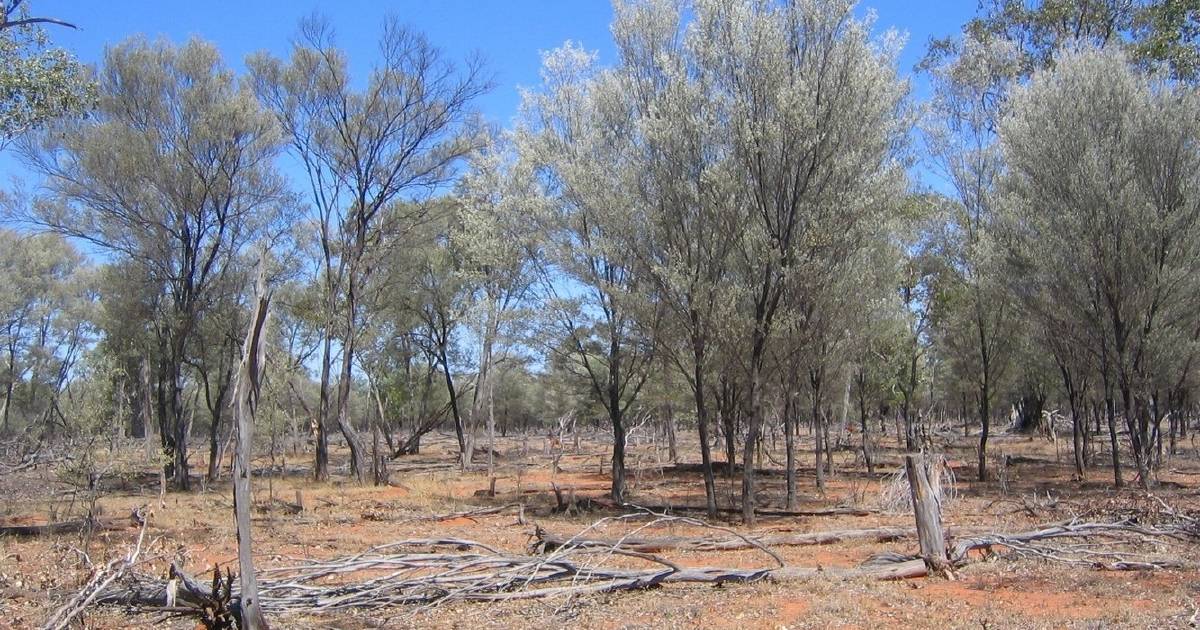 Latest Qld land clearing review done without industry consultation | Queensland Country Life