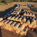 Restockers creeping back into the cattle market