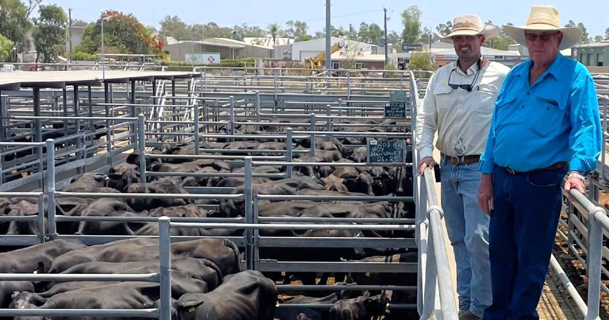 Brangus female herd dispersal attracts fierce bidding at Emerald