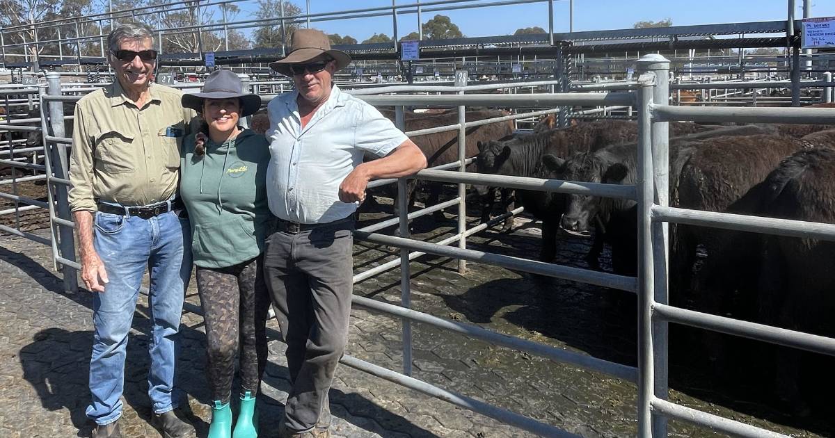 Steers sell to $900 at Bega