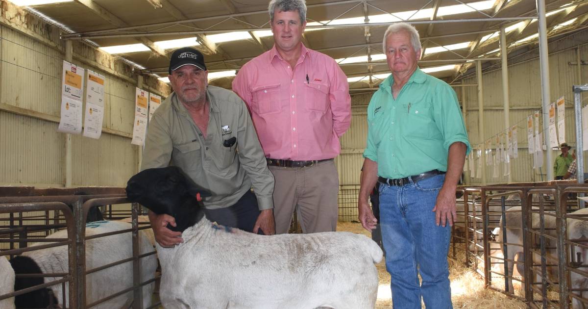 Prieska stud tops Narrogin sale at $4700 | Farm Weekly