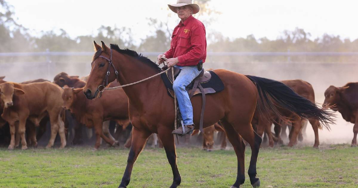 Middlemount’s Baker family breeding for higher IMF in their Droughtmaster herd | Queensland Country Life