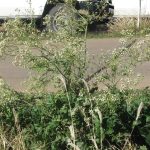 Harvesters begin to roll off in Queensland