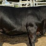 Ida-Vale Western White sells to $5000 | Farm Weekly