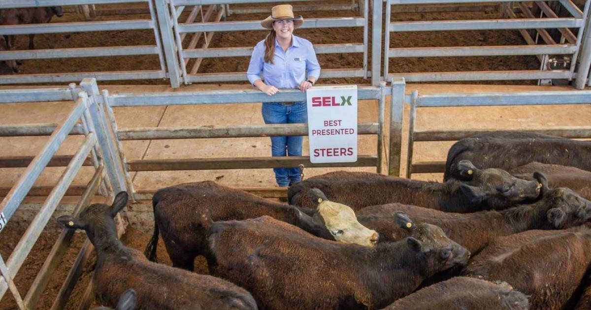 Feeder cattle offered at Yass store sale