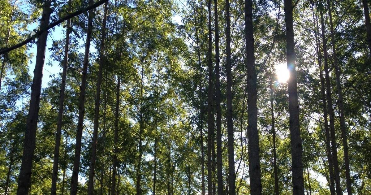 Timberrrr! National plantation forest estate falls short of demand