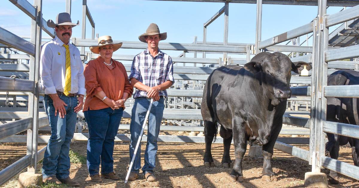 Two studs share top price honours at Rockhampton Brangus Sale