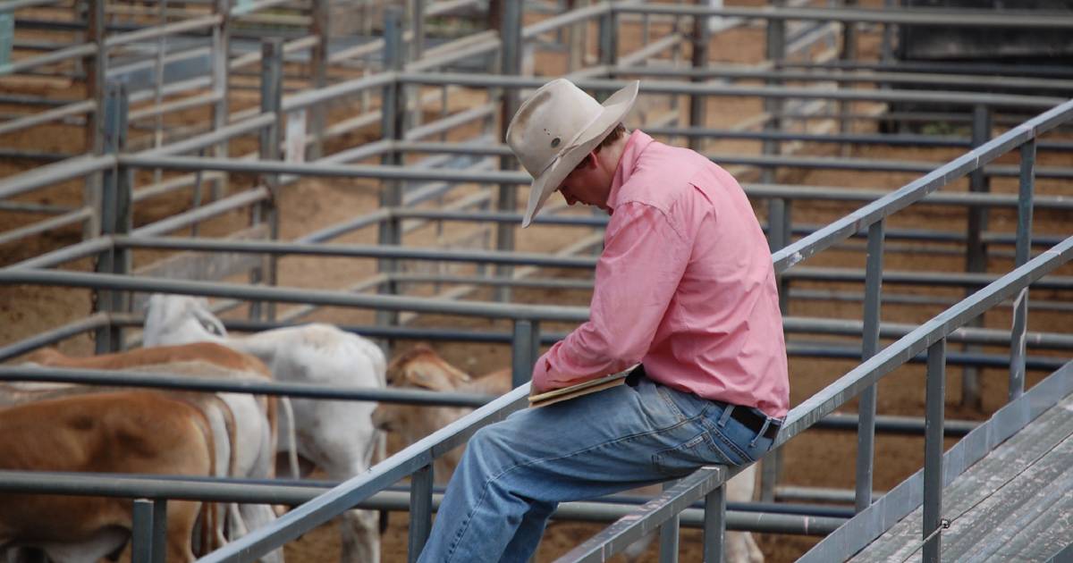 Cattle market talk takes a positive turn, prices track sideways | Queensland Country Life