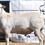 Five rams top the sales at Darkan