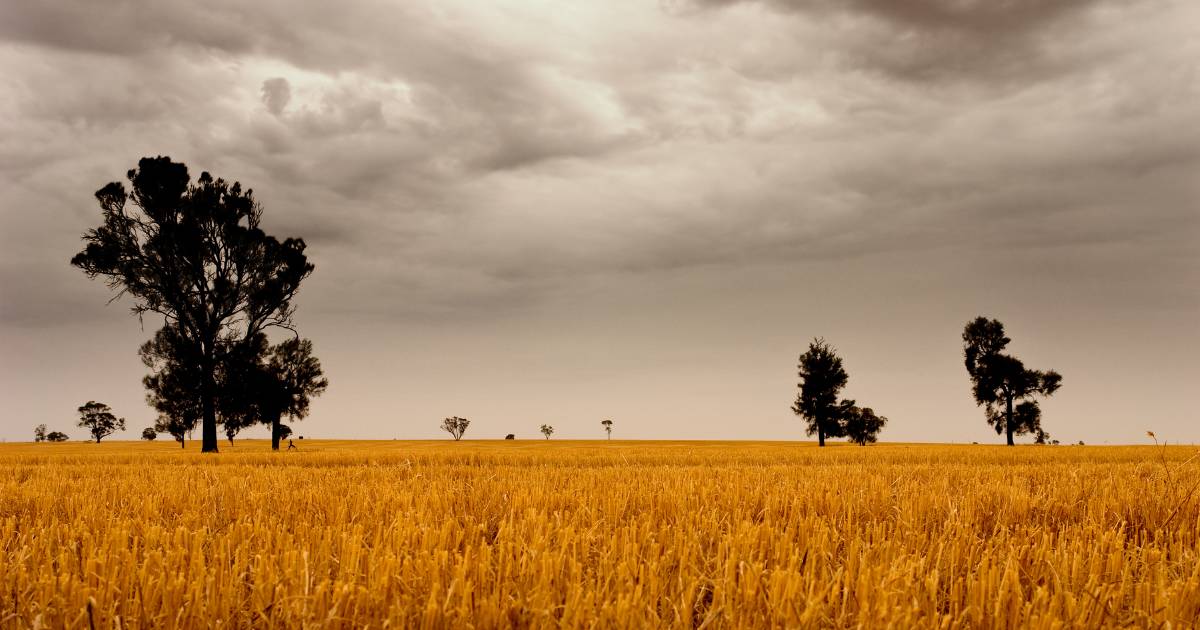 Crops running low on moisture revived by welcome rain | The Land