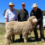 PB Fenech bull and female on-property sale photos