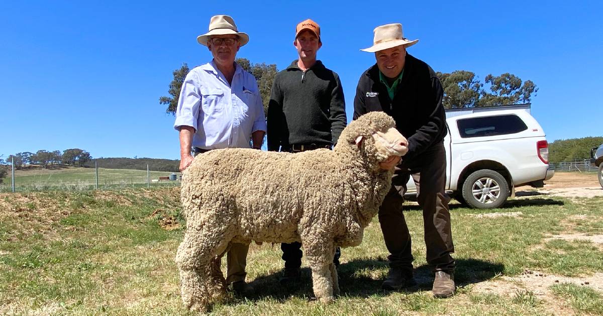 Laraben Poll Merinos sell from New England area to Victoria