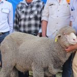 Pleasing clearance rate at Kurra-Wirra's northern sale