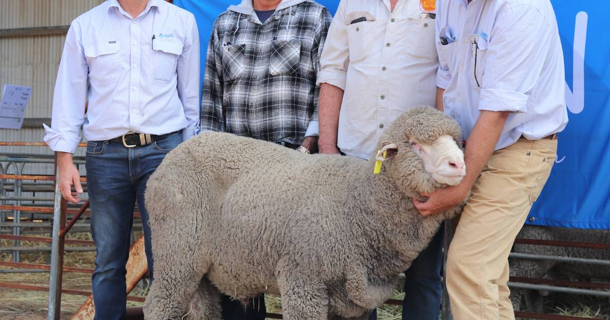 Catering for Merino and Poll Merino buyers