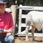 Chinchilla Grandfather Clock Campdraft 2023 photos and results | Queensland Country Life