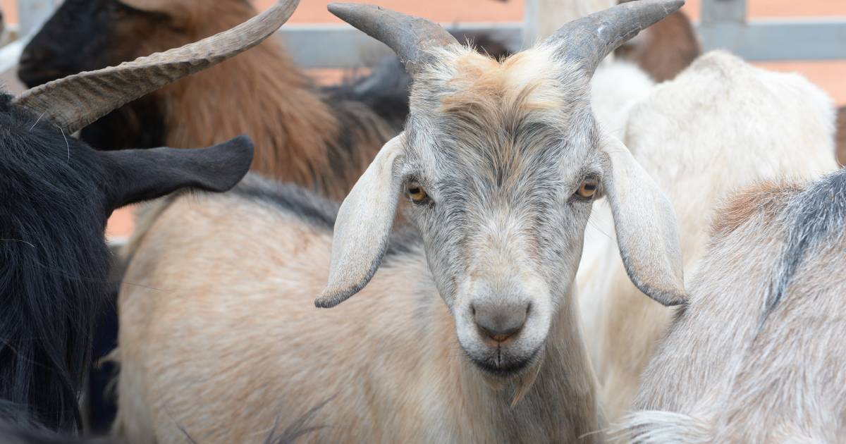 Accelerate your career in the goat industry