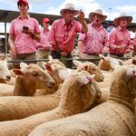 Active management to control Pasture Dieback | The Land