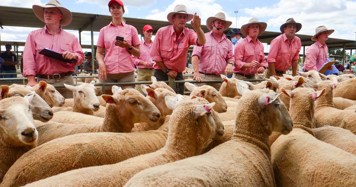 Price reprieve for sheep producers