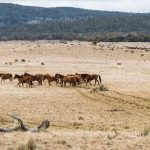 Gooseneck fire destroys drover's camp, but not her will to go on