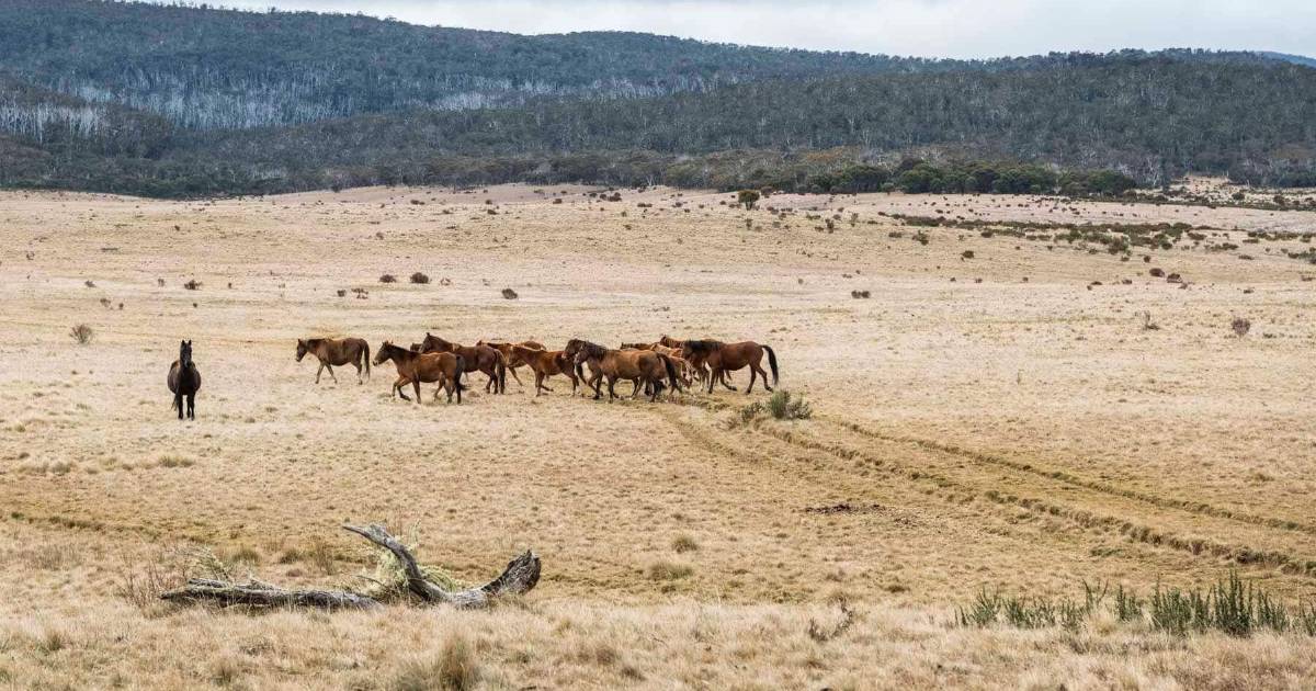 Senate committee recommends aerial shooting of feral horses at Kosciuszko National Park