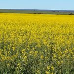 Prieska stud tops Narrogin sale at $4700 | Farm Weekly