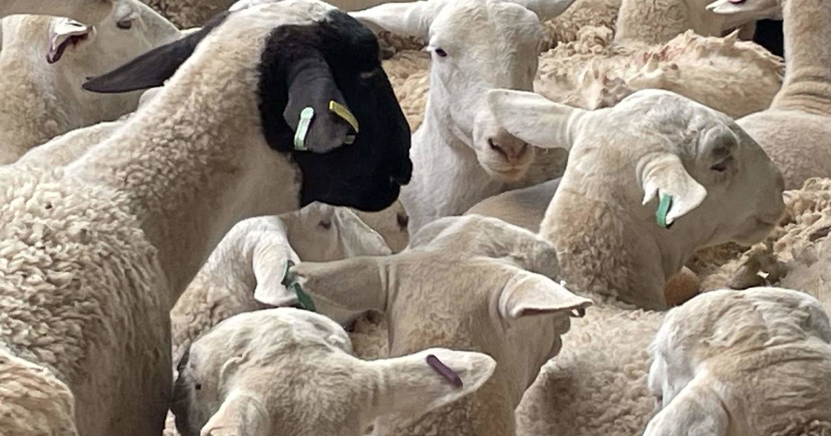 Call to defer sheep and goat eID scanning in saleyards