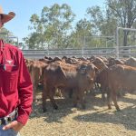 Kilcoy breaks ground with AI-driven robotic beef carcase scribing technology + VIDEO