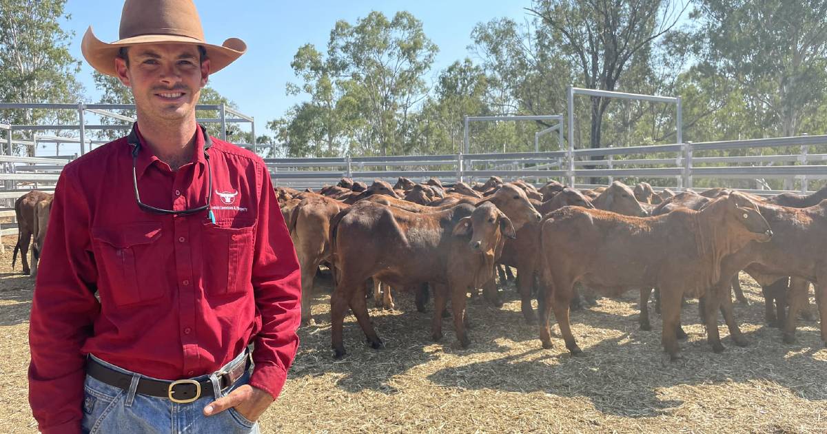 Weaner heifers reach $459 at Eidsvold