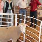 Royal Show All Breeds Ram and Ewe Sale well supported