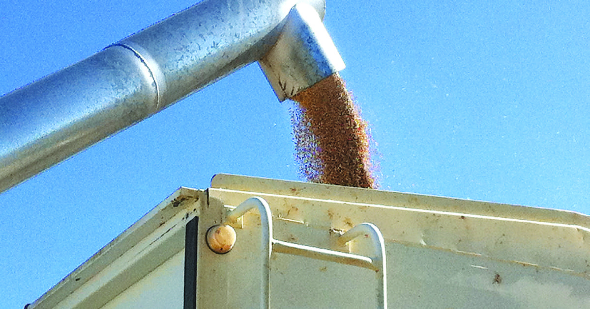 Grain yield potential continues to slide